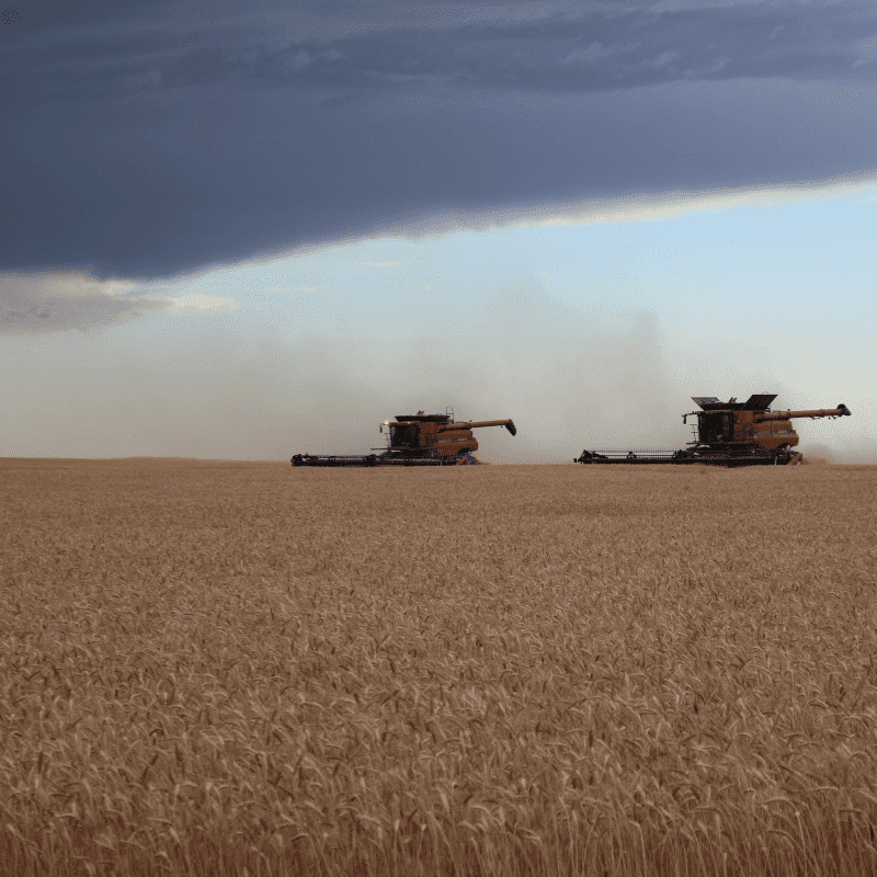 White Wheat Harvest